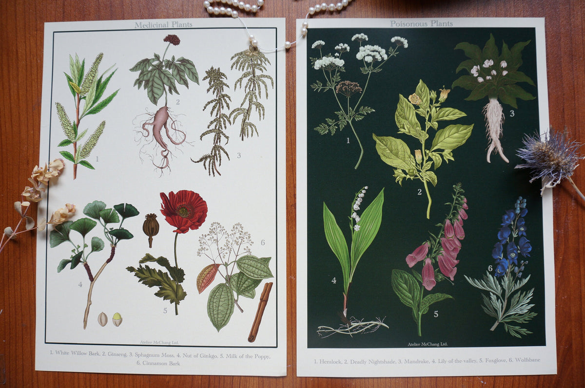 Dark Academia Botanical Poster: Medicinal and Poisonous Plants Wall Art
