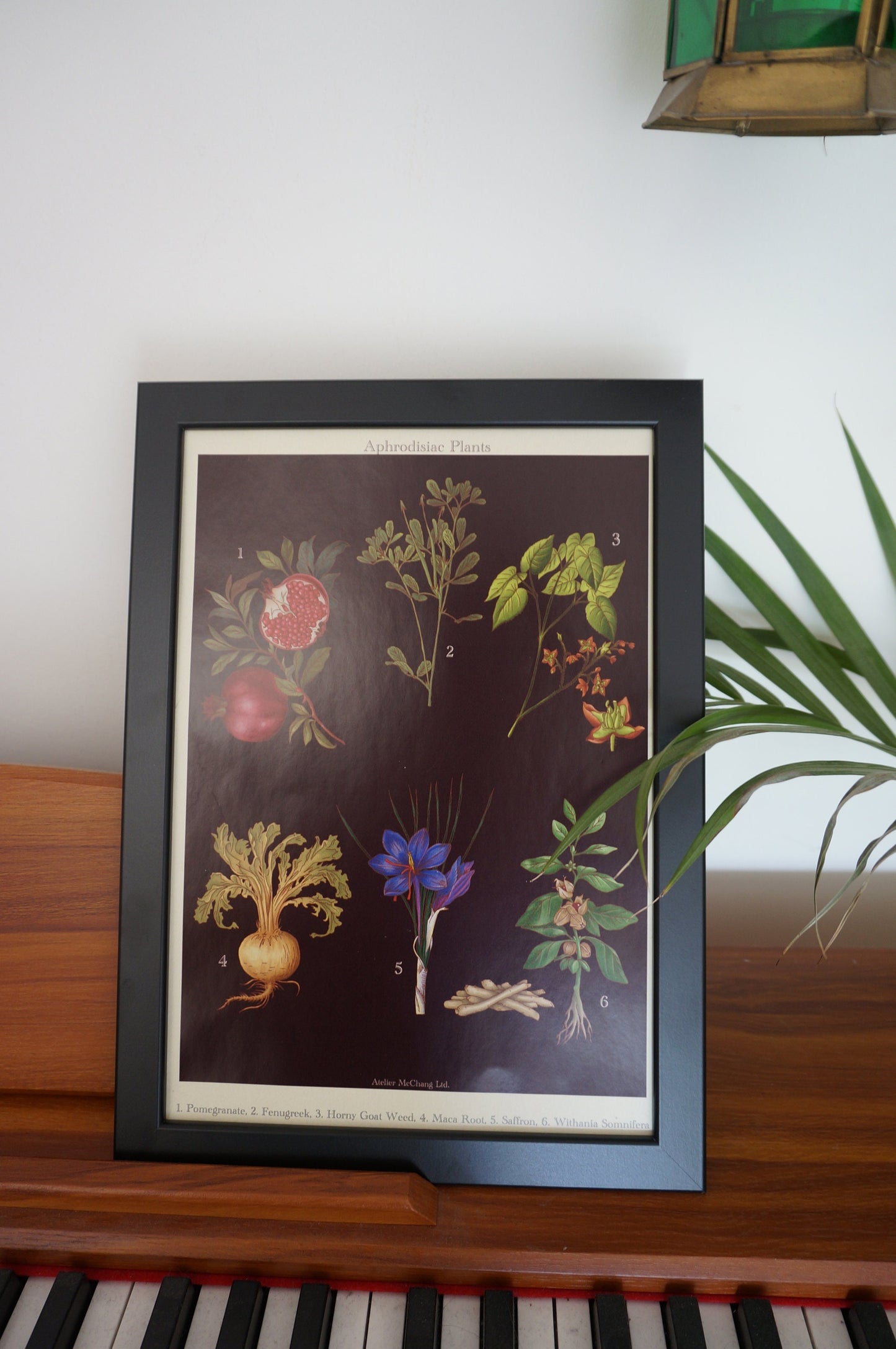 Aphrodisiac Botanical Posters / Plants Poster / Dark Academia Prints / Vintage Style Botanical Prints