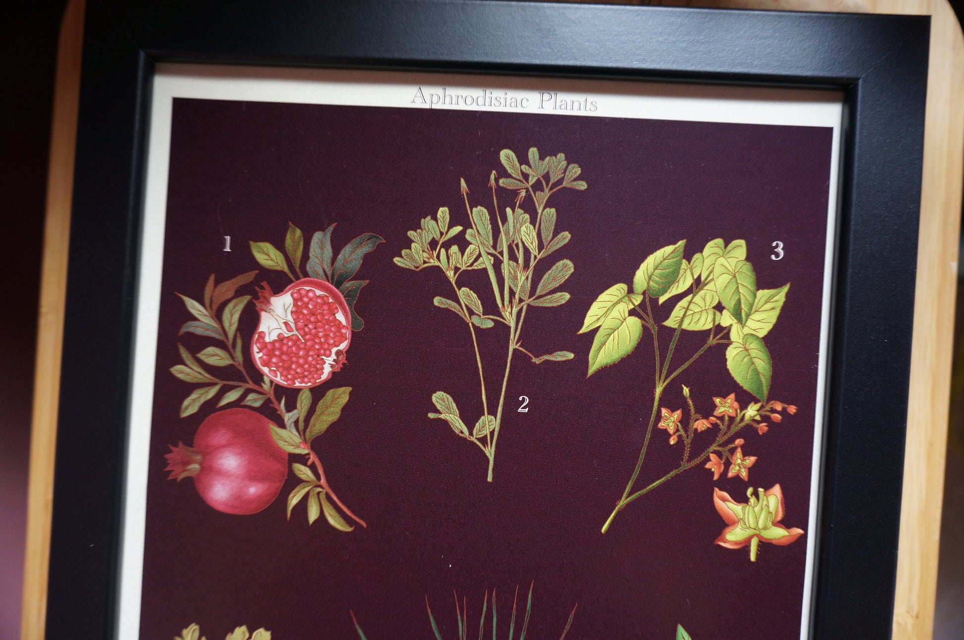 Aphrodisiac Botanical Posters / Plants Poster / Dark Academia Prints / Vintage Style Botanical Prints