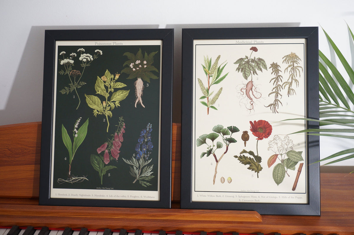Aphrodisiac Botanical Posters / Plants Poster / Dark Academia Prints / Vintage Style Botanical Prints