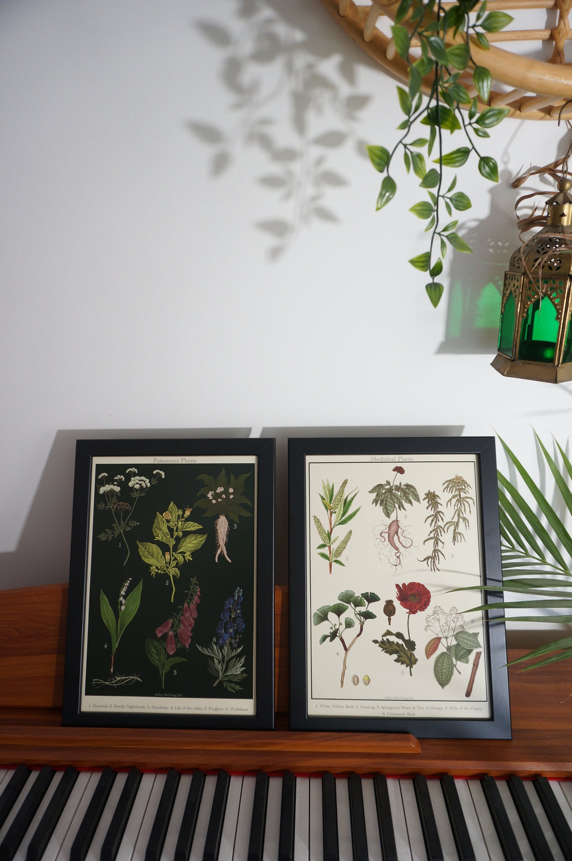Botanical Posters / Medicinal Plants Poster / Poisonous Plants Poster / Dark Academia Prints