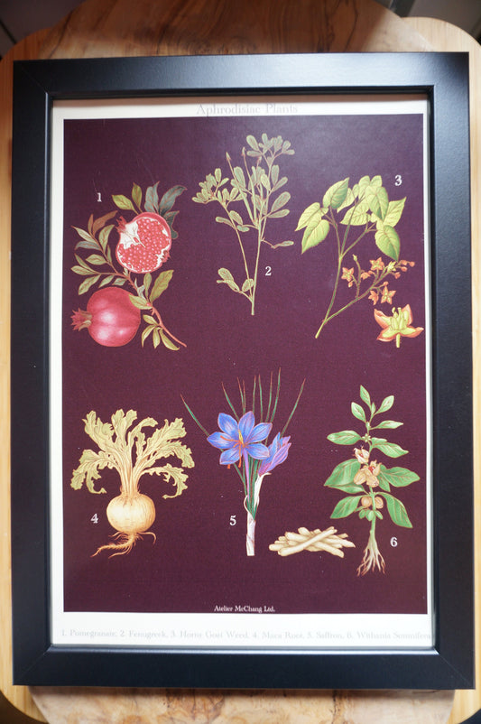 Aphrodisiac Botanical Posters / Plants Poster / Dark Academia Prints / Vintage Style Botanical Prints