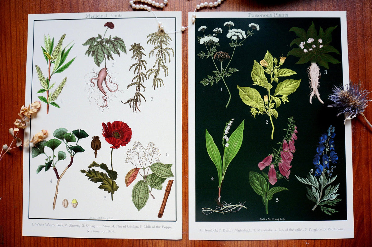 Aphrodisiac Botanical Posters / Plants Poster / Dark Academia Prints / Vintage Style Botanical Prints
