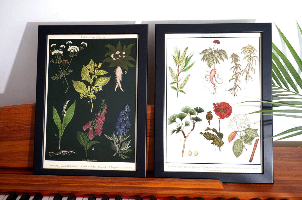 Botanical Posters / Medicinal Plants Poster / Poisonous Plants Poster / Dark Academia Prints