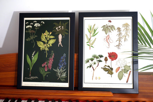 Botanical Posters / Medicinal Plants Poster / Poisonous Plants Poster / Dark Academia Prints