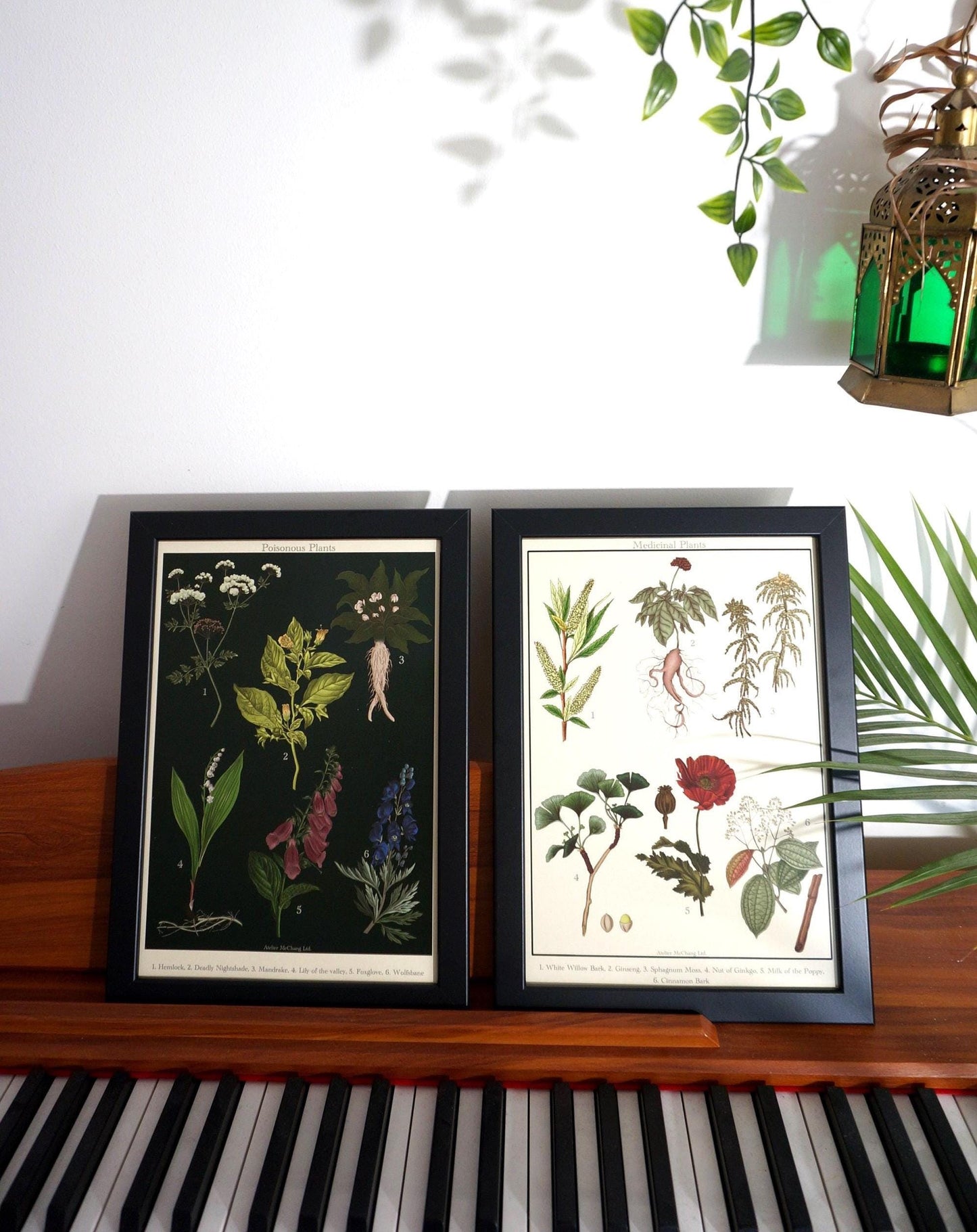 Aphrodisiac Botanical Posters / Plants Poster / Dark Academia Prints / Vintage Style Botanical Prints