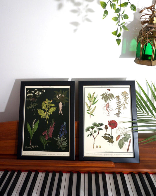 Aphrodisiac Botanical Posters / Plants Poster / Dark Academia Prints / Vintage Style Botanical Prints