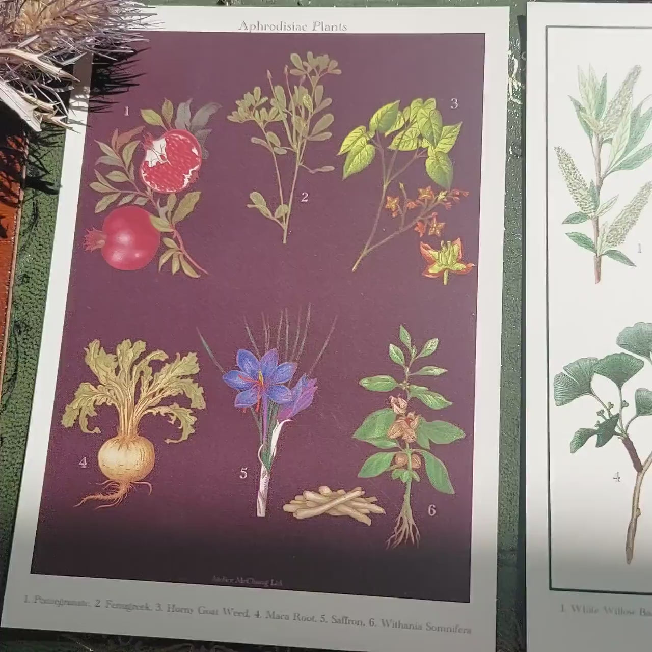 Botanical Postcard / Medicinal Plants Postcard / Poisonous Plants Postcard / Aphrodisiac Postcard / Coffee Postcard / Dark Academia Prints